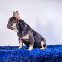 Leonardo, a male French Bulldog for sale in Palm Beach, FL – 4 of 5