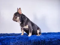 Leonardo, a male French Bulldog for sale in Palm Beach, FL – Photo 4 of 5