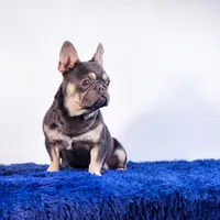 Leonardo, a male French Bulldog for sale in Palm Beach, FL – 3 of 5