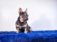 Leonardo, a male French Bulldog for sale in Palm Beach, FL – Photo 3 of 5