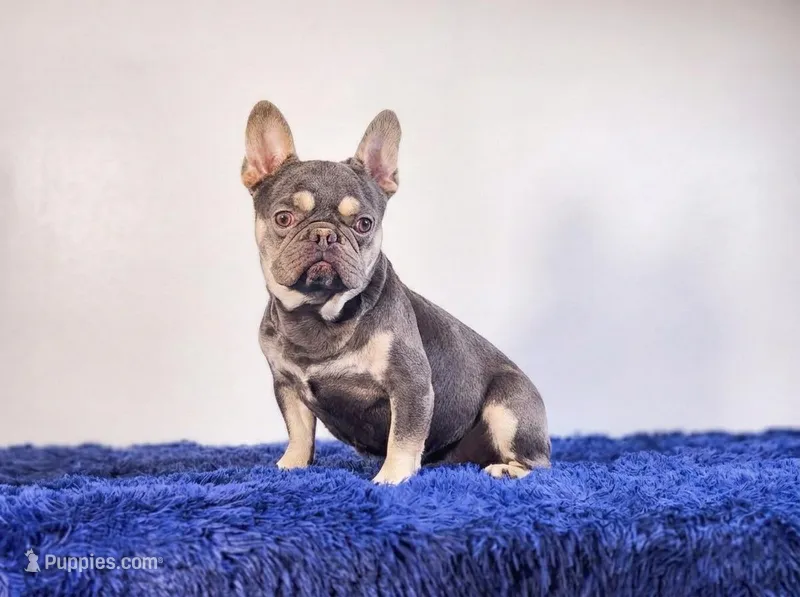 Leonardo, a male French Bulldog for sale in Palm Beach, FL – Photo 1 of 5