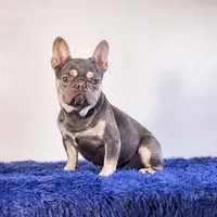 Leonardo, a male French Bulldog for sale in Palm Beach, FL – 1 of 5
