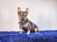 Leonardo, a male French Bulldog for sale in Palm Beach, FL – Photo 1 of 5