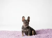Candy, a female French Bulldog for sale in Palm Beach, FL – 5 of 5