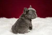 Lucas, a male French Bulldog for sale in Palm Beach, FL – 5 of 6