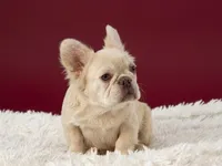 Emmet, a male French Bulldog for sale in Palm Beach, FL – 6 of 6