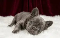 Lucas, a male French Bulldog for sale in Palm Beach, FL – 6 of 6