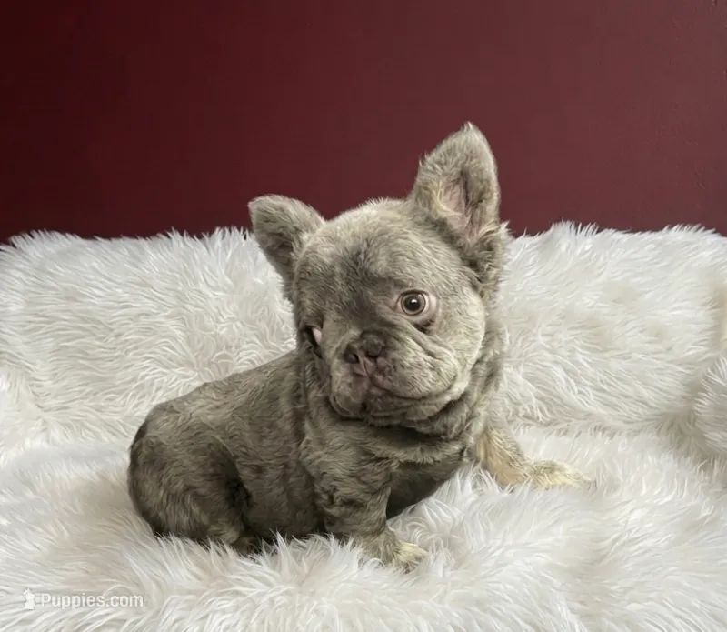 Lucas – French Bulldog puppy for sale in Palm Beach, FL