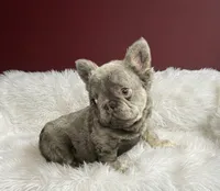 Lucas, a male French Bulldog for sale in Palm Beach, FL – 1 of 6