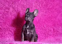 Leonardo, a male French Bulldog for sale in Palm Beach, FL – Photo 5 of 7