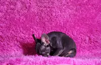 Leonardo, a male French Bulldog for sale in Palm Beach, FL – Photo 2 of 7