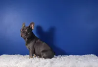 Leonardo, a male French Bulldog for sale in Palm Beach, FL – 3 of 4