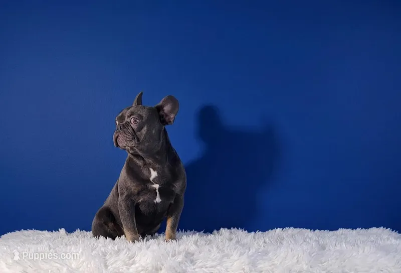 Leonardo – French Bulldog puppy for sale in Palm Beach, FL