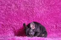 Leonardo, a male French Bulldog for sale in Palm Beach, FL – Photo 7 of 7