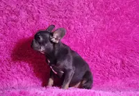 Leonardo, a male French Bulldog for sale in Palm Beach, FL – Photo 6 of 7