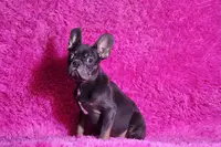 Leonardo, a male French Bulldog for sale in Palm Beach, FL – Photo 1 of 7