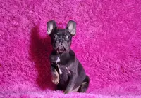 Leonardo, a male French Bulldog for sale in Palm Beach, FL – Photo 3 of 7