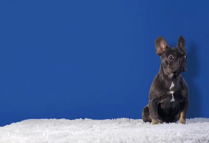 Leonardo – French Bulldog puppy for sale in Palm Beach, FL