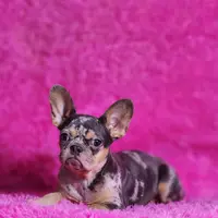 Rose, a female French Bulldog for sale in Palm Beach, FL – Photo 1 of 5