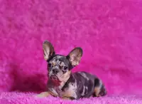 Rose, a female French Bulldog for sale in Palm Beach, FL – Photo 1 of 5