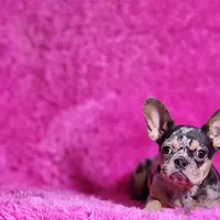 Rose, a female French Bulldog for sale in Palm Beach, FL – Photo 5 of 5