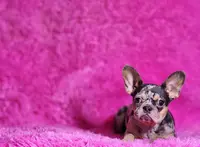 Rose, a female French Bulldog for sale in Palm Beach, FL – Photo 5 of 5