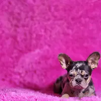 Rose, a female French Bulldog for sale in Palm Beach, FL – Photo 3 of 5