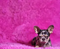 Rose, a female French Bulldog for sale in Palm Beach, FL – Photo 3 of 5