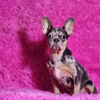 Rose, a female French Bulldog for sale in Palm Beach, FL – Photo 4 of 5