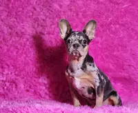 Rose, a female French Bulldog for sale in Palm Beach, FL – Photo 4 of 5