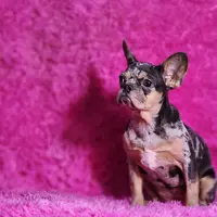 Rose, a female French Bulldog for sale in Palm Beach, FL – Photo 2 of 5