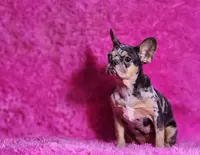 Rose, a female French Bulldog for sale in Palm Beach, FL – Photo 2 of 5