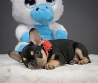 Catelyn, a male French Bulldog for sale in Palm Beach, FL – 6 of 6