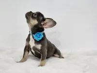 Adriana, a female French Bulldog for sale in Palm Beach, FL – 3 of 5