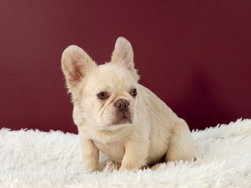Emmet – French Bulldog puppy for sale in Palm Beach, FL