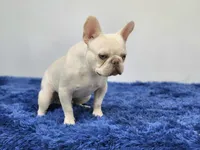 Mason, a male French Bulldog for sale in Palm Beach, FL – 7 of 9