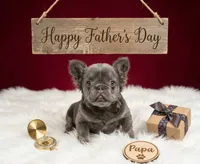 Lucas, a male French Bulldog for sale in Palm Beach, FL – 4 of 6