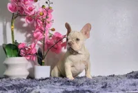 Maxi, a male French Bulldog for sale in Palm Beach, FL – Photo 3 of 7