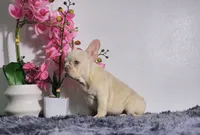 Maxi, a male French Bulldog for sale in Palm Beach, FL – Photo 2 of 7