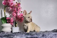 Maxi, a male French Bulldog for sale in Palm Beach, FL – Photo 6 of 7