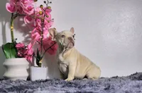 Maxi, a male French Bulldog for sale in Palm Beach, FL – Photo 4 of 7