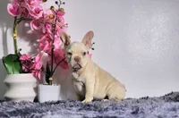 Maxi, a male French Bulldog for sale in Palm Beach, FL – Photo 7 of 7