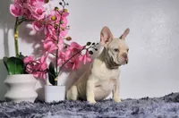 Maxi, a male French Bulldog for sale in Palm Beach, FL – Photo 1 of 7