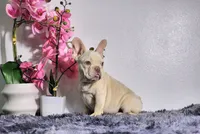 Maxi, a male French Bulldog for sale in Palm Beach, FL – Photo 5 of 7