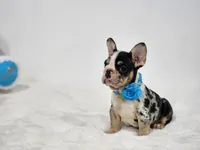 Aurora, a female French Bulldog for sale in Palm Beach, FL – 7 of 9