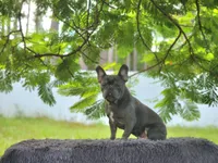 Leo, a male French Bulldog for sale in Palm Beach, FL – 9 of 9