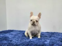 Mason, a male French Bulldog for sale in Palm Beach, FL – 5 of 9