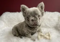 Lucas, a male French Bulldog for sale in Palm Beach, FL – 2 of 6