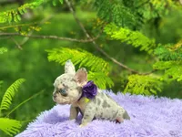 Lia, a female French Bulldog for sale in Palm Beach, FL – 5 of 5