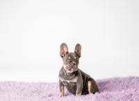 Candy, a female French Bulldog for sale in Palm Beach, FL – 4 of 5